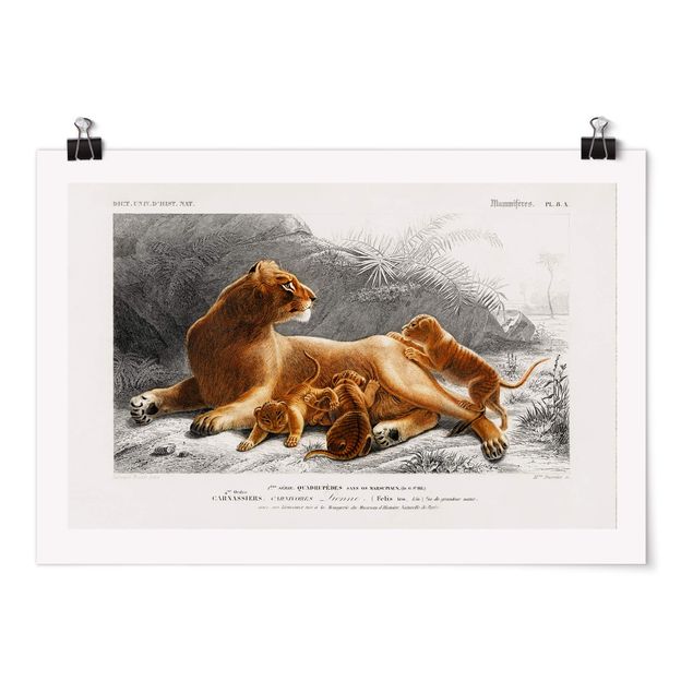 Poster - Vintage Consiglio Leonessa e Lion Cubs - Orizzontale 2:3