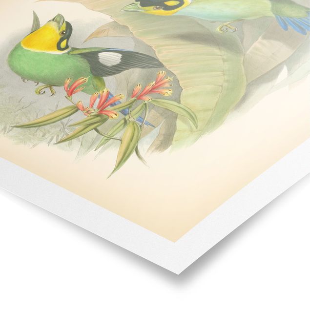 Poster - Illustrazione Vintage Uccelli tropicali - Verticale 4:3
