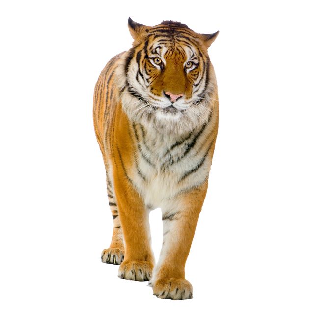 Pellicola per vetri Banyan tigre