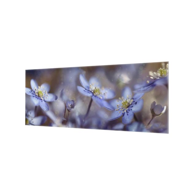 Paraschizzi in vetro - Anemones In Blue