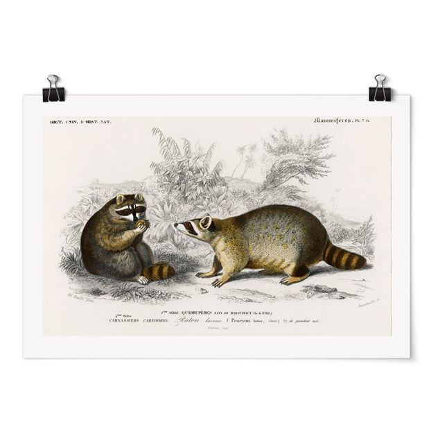 Poster - Vintage Consiglio Raccoon - Orizzontale 2:3