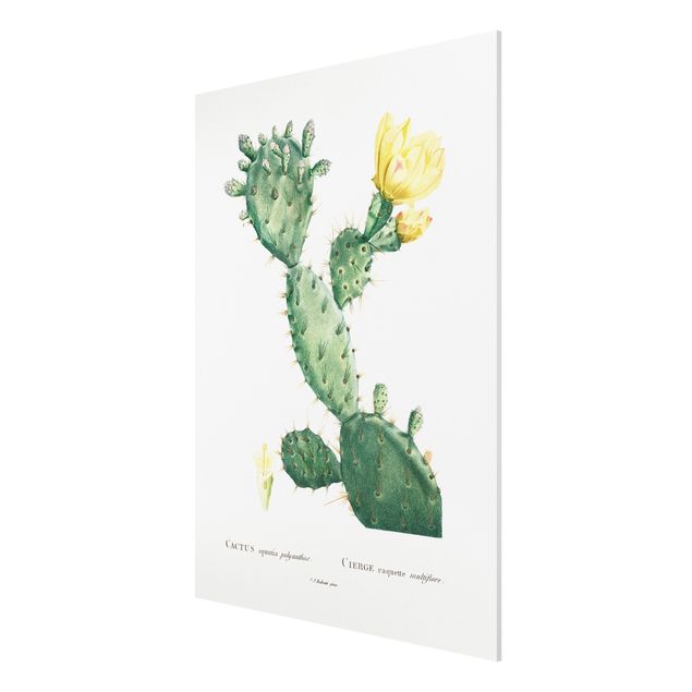 Stampa su Forex - Botanica illustrazione d'epoca di cactus con fiore giallo - Verticale 4:3