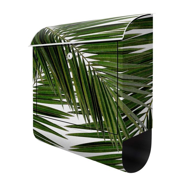 Cassetta postale - Scorcio tra foglie di palme verdi