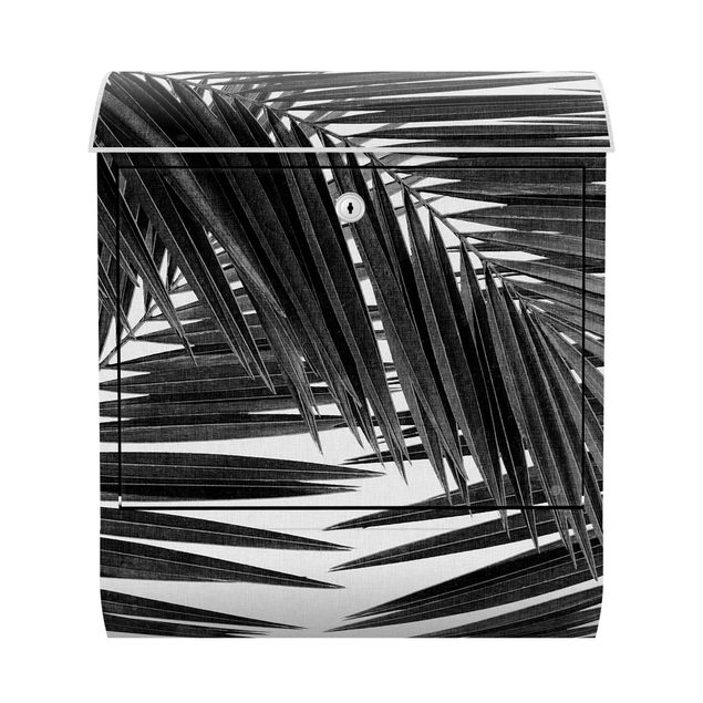 Cassetta postale - Scorcio tra foglie di palme in bianco e nero