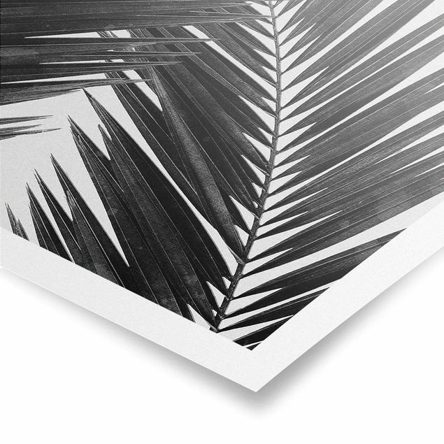 Poster - Scorcio tra foglie di palme in bianco e nero