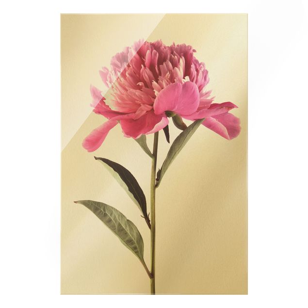 Quadro in vetro - Blooming Peony rosa su fondo bianco - Verticale 3:2