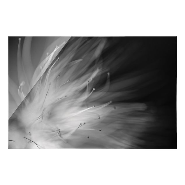 Quadro in vetro - Polline in bianco e nero - Formato orizzontale