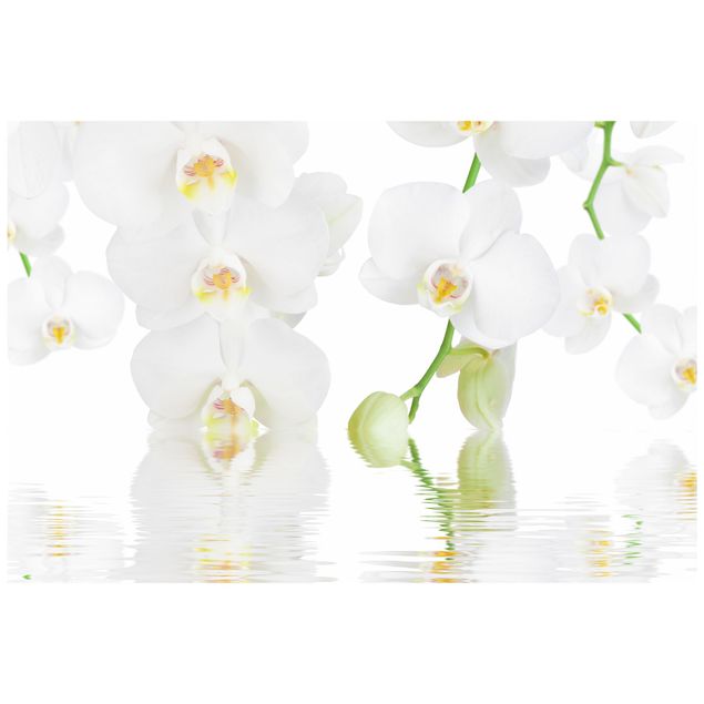 Pellicola per vetri per salone Orchidea Spa - Orchidea bianca