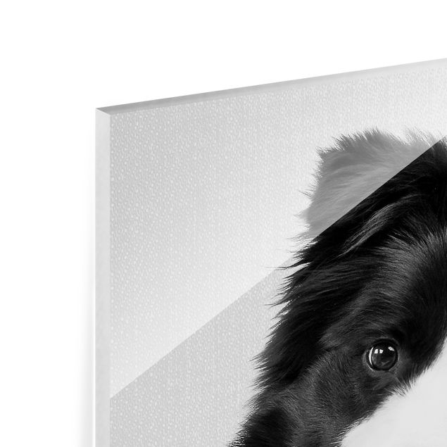 Quadro in vetro - Border Collie Benni in bianco e nero