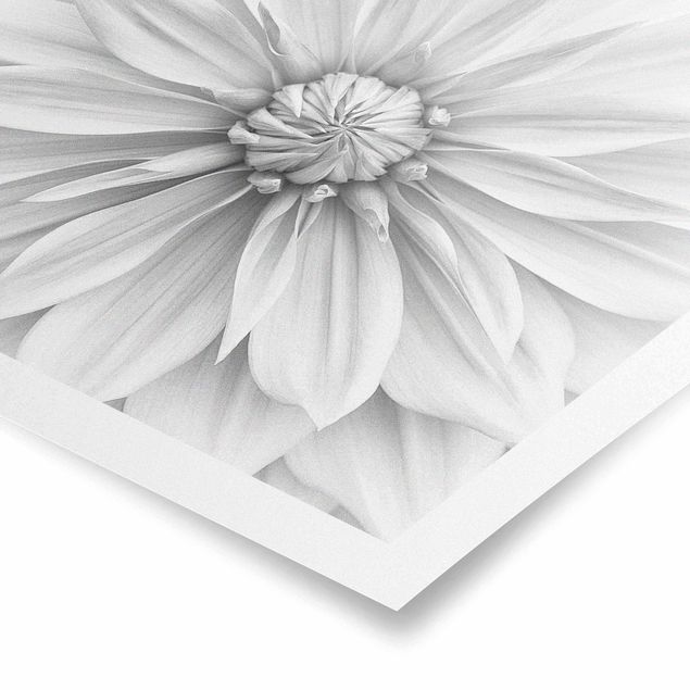 Poster - Fiori botanici in bianco