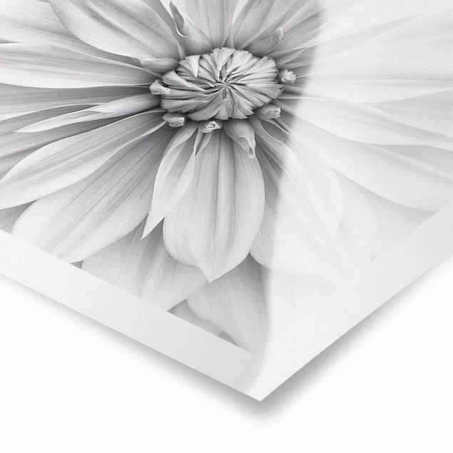 Poster - Fiori botanici in bianco