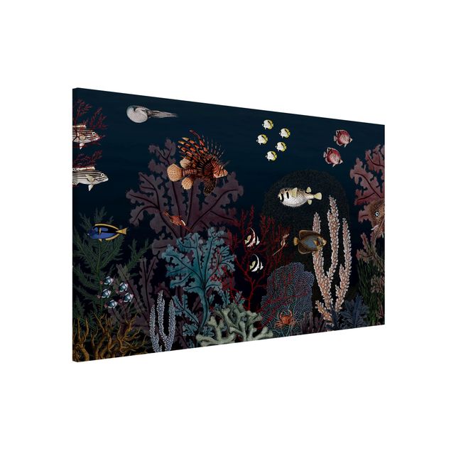 stampe animali Colorata barriera corallina di notte