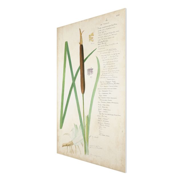 Stampa su Forex - Vintage Botanica Disegno Erbe II - Verticale 3:2