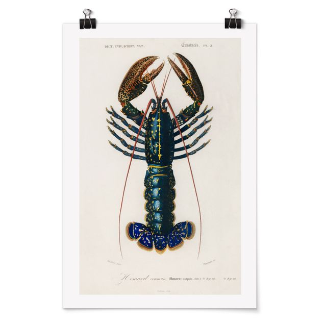 Poster - Vintage Blue Board Lobster - Verticale 3:2