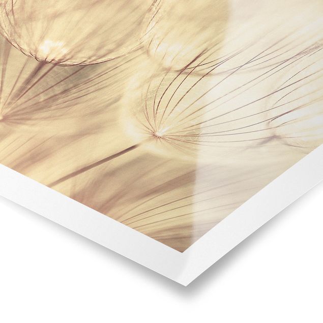 Poster - Dandelions close-up in tonalità seppia casalinga - Quadrato 1:1