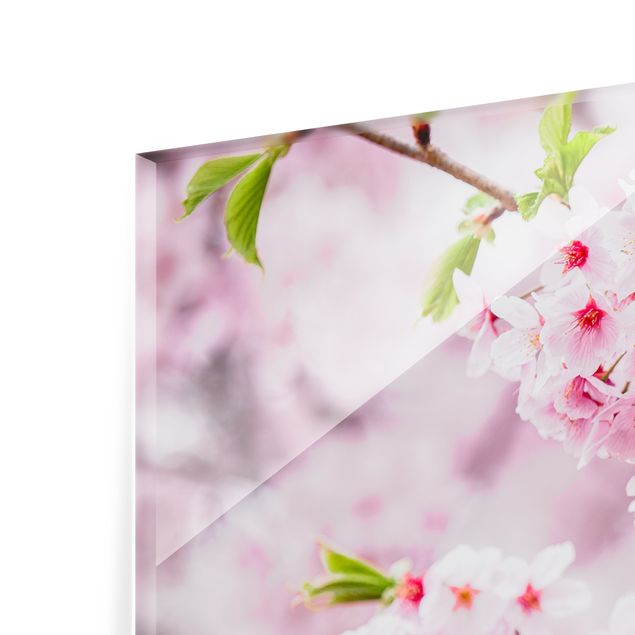 Paraschizzi in vetro - Fioriture di ciliegio giapponesi - Formato orizzontale 2:1
