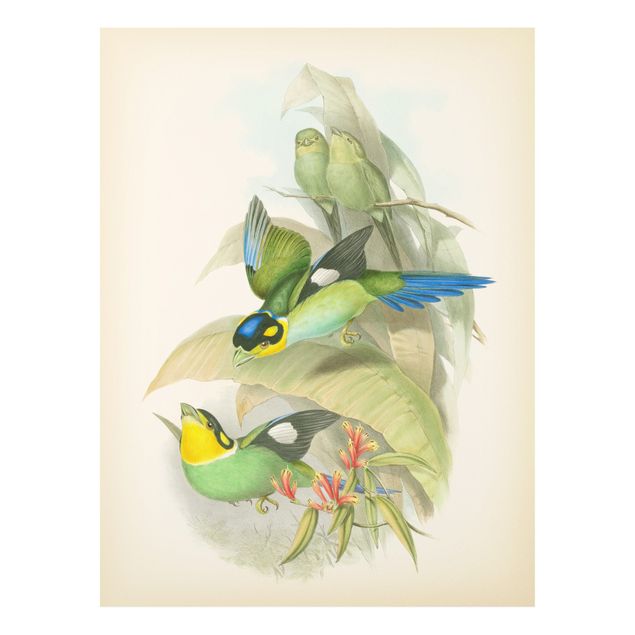 Stampa su Forex - Illustrazione Vintage Uccelli tropicali - Verticale 4:3