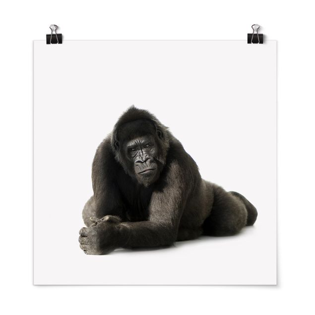 Poster - Sdraiato Gorilla II - Quadrato 1:1