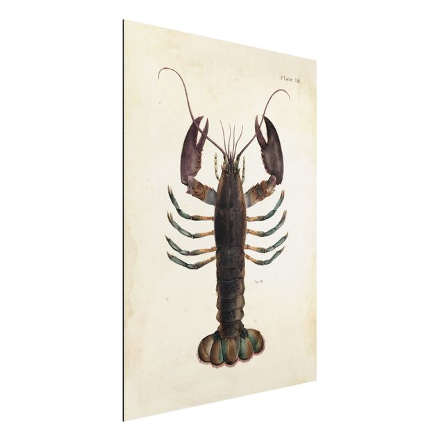 stampe animali Illustrazione vintage dell'aragosta
