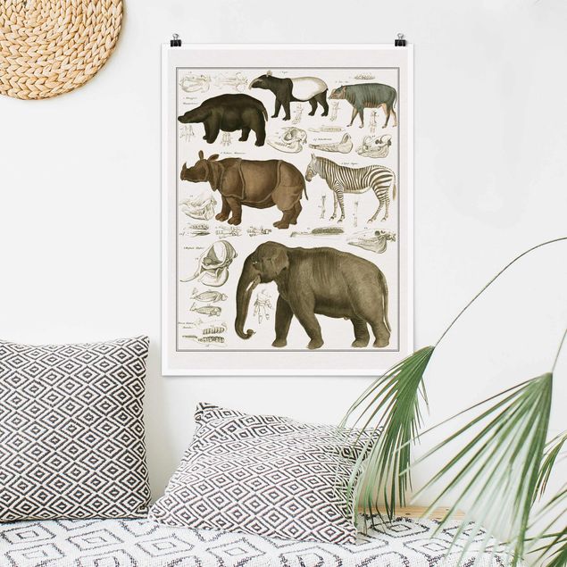 quadri con animali Bacheca Vintage Elefante, zebra e rinoceronte