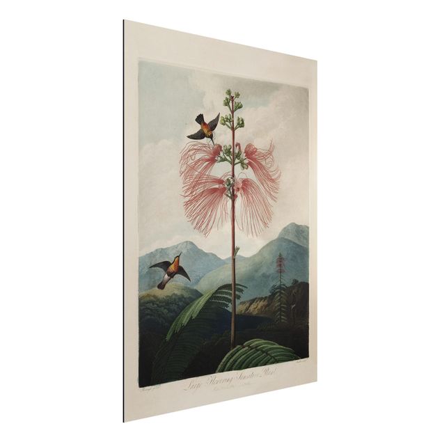 quadri con animali Illustrazione botanica vintage Fiore e colibrì