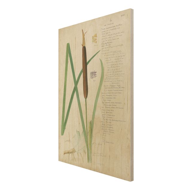 Stampa su legno - Vintage Botanica Disegno Erbe II - Verticale 3:2