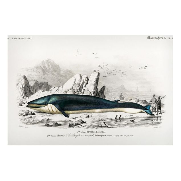 Lavagna magnetica per ufficio Bacheca vintage Balena blu