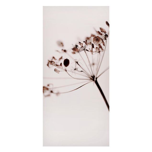 Lavagna magnetica - Macro inquadratura di fiore secco nell'ombra