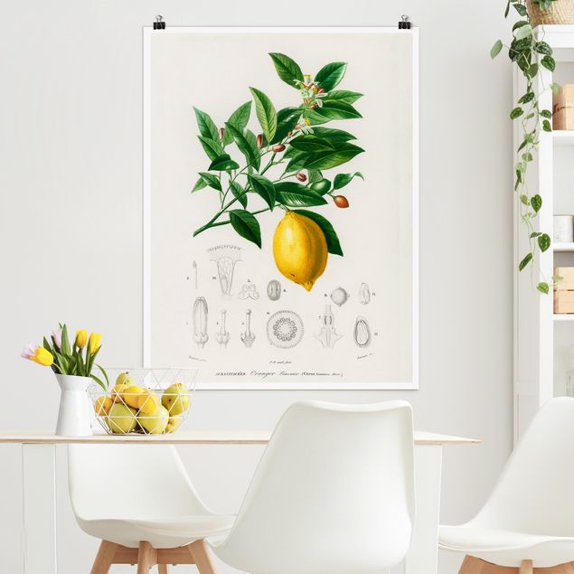 Poster illustrazioni Illustrazione botanica vintage di limone