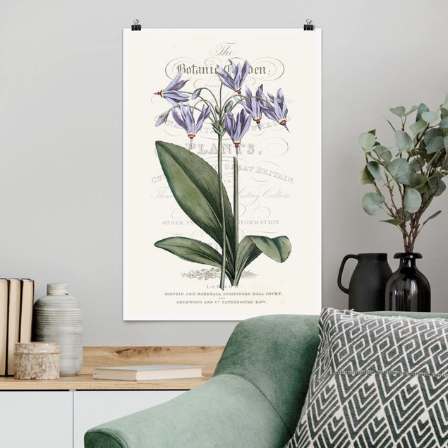 Poster illustrazioni Tableau botanico - Stella cadente