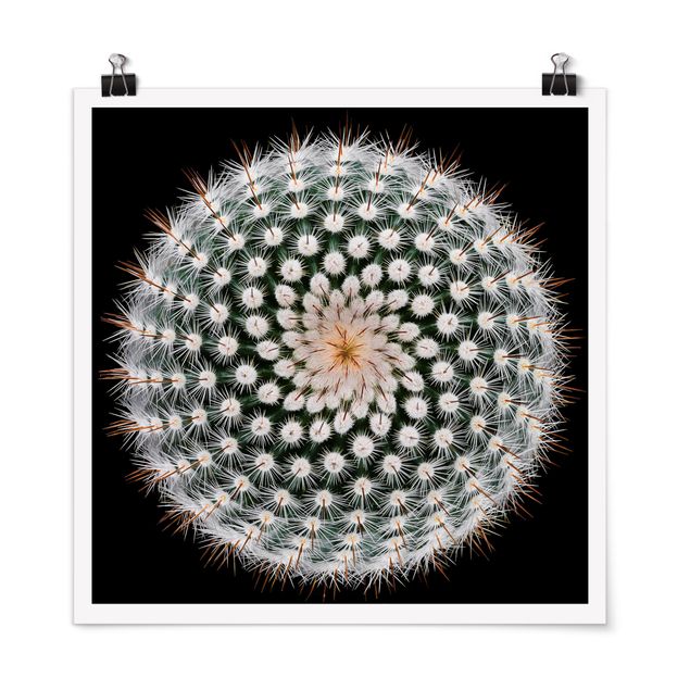 Poster - Fiore di cactus - Quadrato 1:1