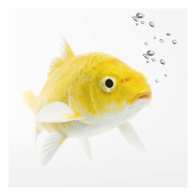 Paraschizzi in vetro - Goldfish Yellow