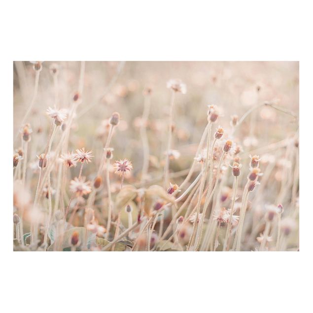Lavagna magnetica - Campi di fiori nel sole