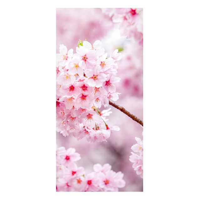 Lavagna magnetica - Fioriture di ciliegio giapponesi