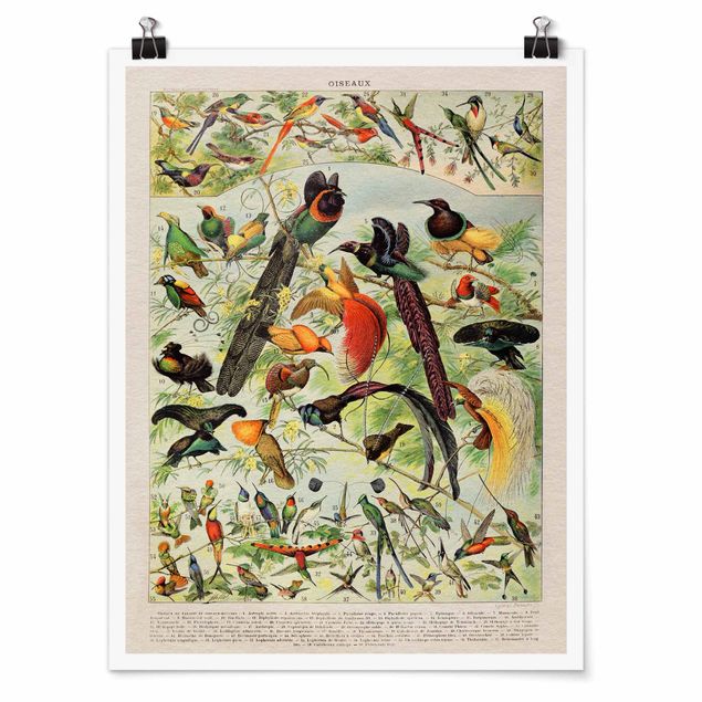 Poster - Uccelli da tavolo d'epoca del paradiso - Verticale 4:3