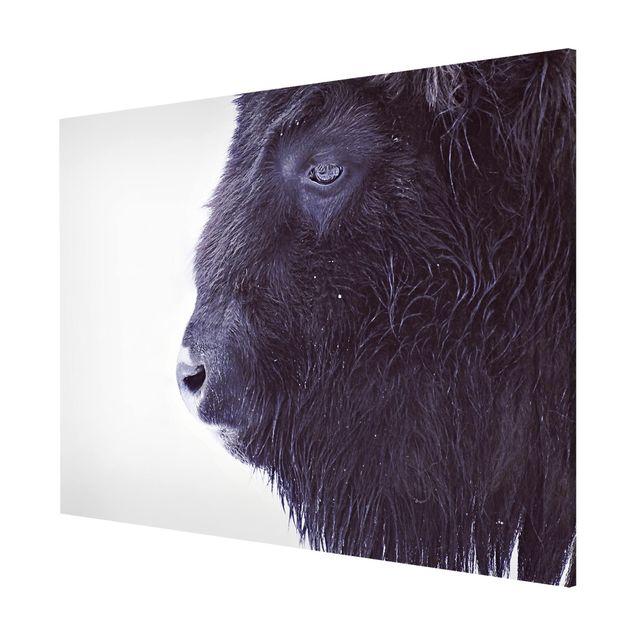 Lavagna magnetica bianco Ritratto di bufalo nero