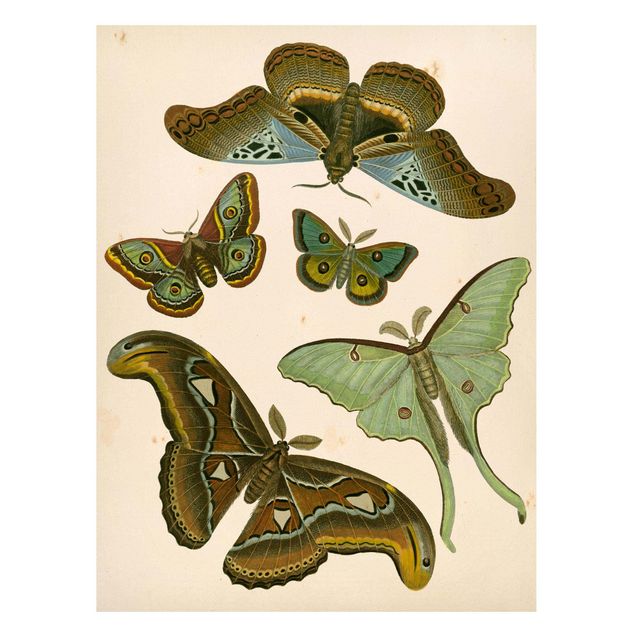 Lavagna magnetica per ufficio Illustrazione vintage Farfalle esotiche II