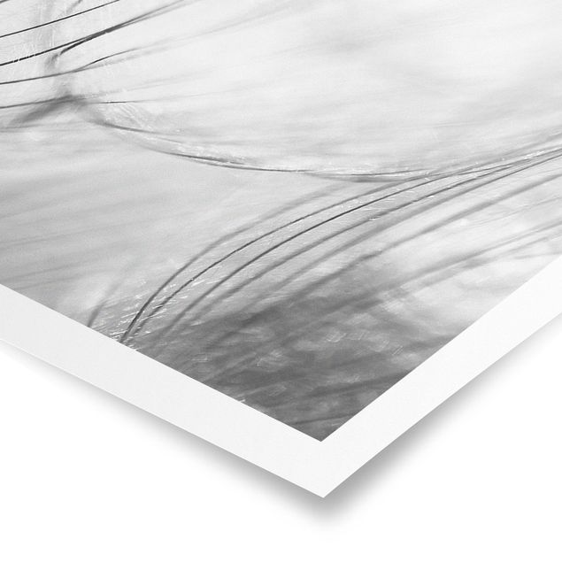 Poster - Denti di leone Macro Colpo in bianco e nero - Panorama formato orizzontale