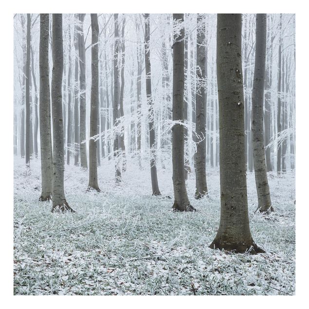 Paraschizzi in vetro - Beeches With Hoarfrost