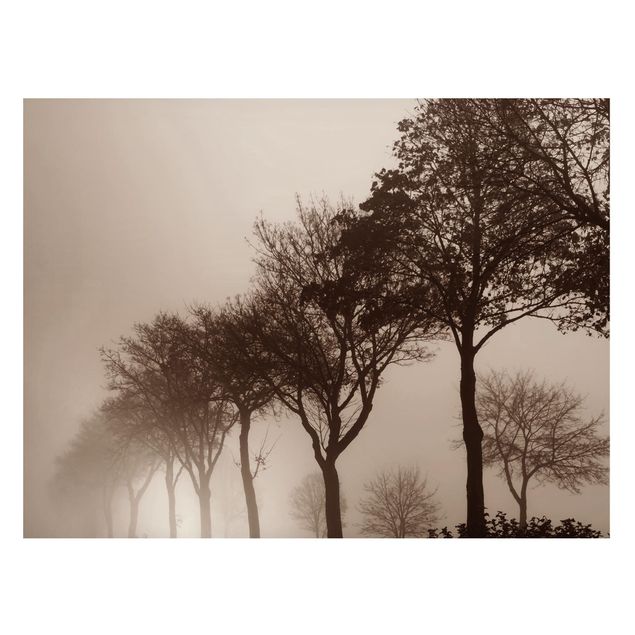Lavagna magnetica - Viale alberato nella nebbia mattutina