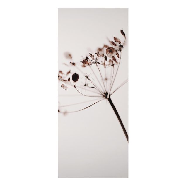 Stampa su alluminio - Macro inquadratura di fiore secco nell'ombra