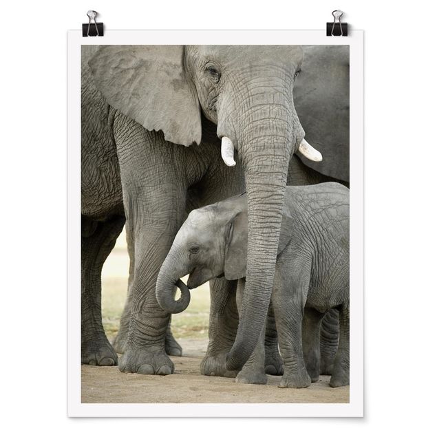 Poster - Amore dell'elefante - Verticale 4:3