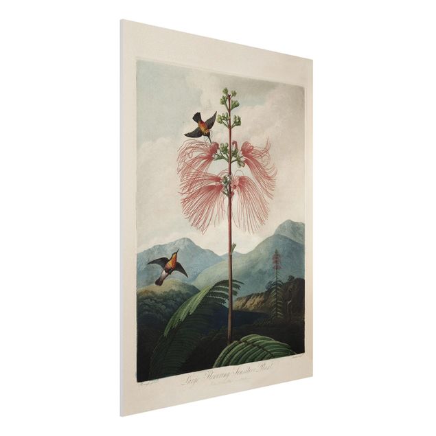 quadri con animali Illustrazione botanica vintage Fiore e colibrì