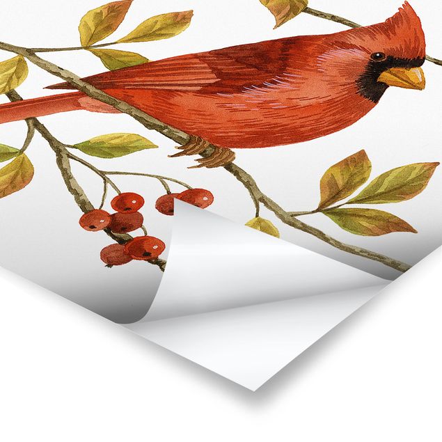 Poster - Uccelli e Bacche - Northern Cardinal - Quadrato 1:1