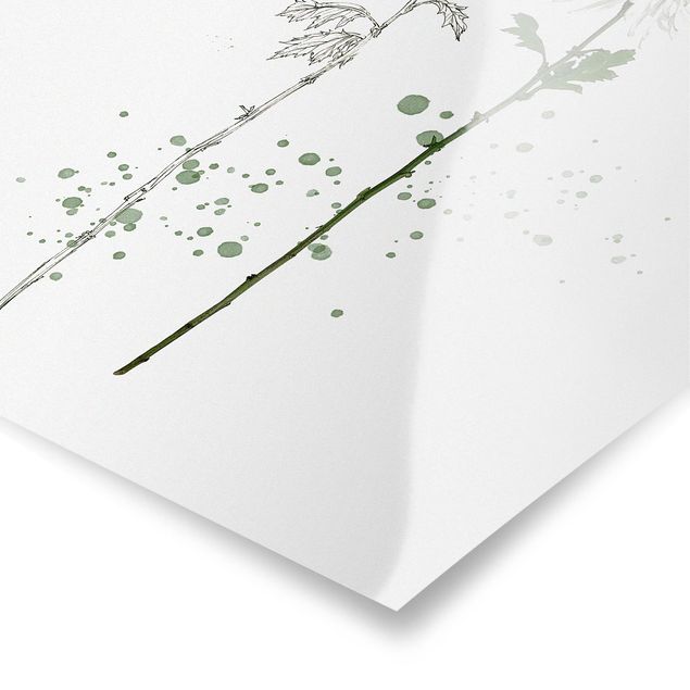 Poster - Botanico Acquerello - Dandelion - Quadrato 1:1