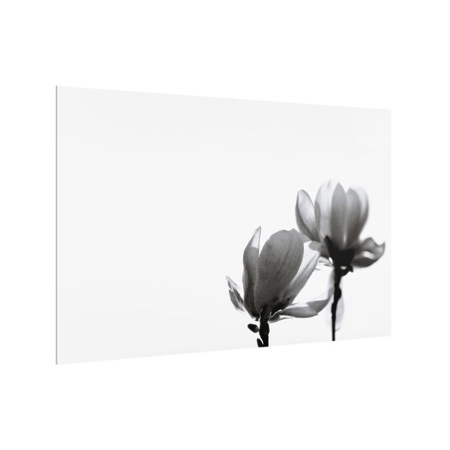 Paraschizzi in vetro - Magnolia che sboccia in primavera bianco e nero - Formato orizzontale 3:2