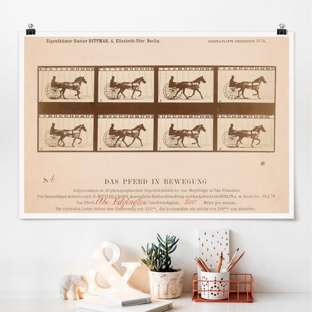 stampe animali Eadweard Muybridge - Il cavallo in movimento