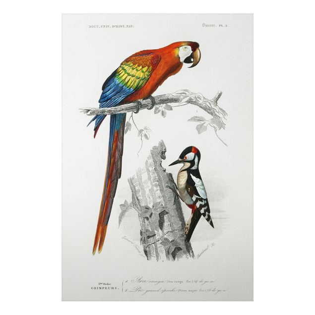 Stampa su alluminio spazzolato - Consiglio d'epoca pappagallo Blu Rosso - Verticale 3:2