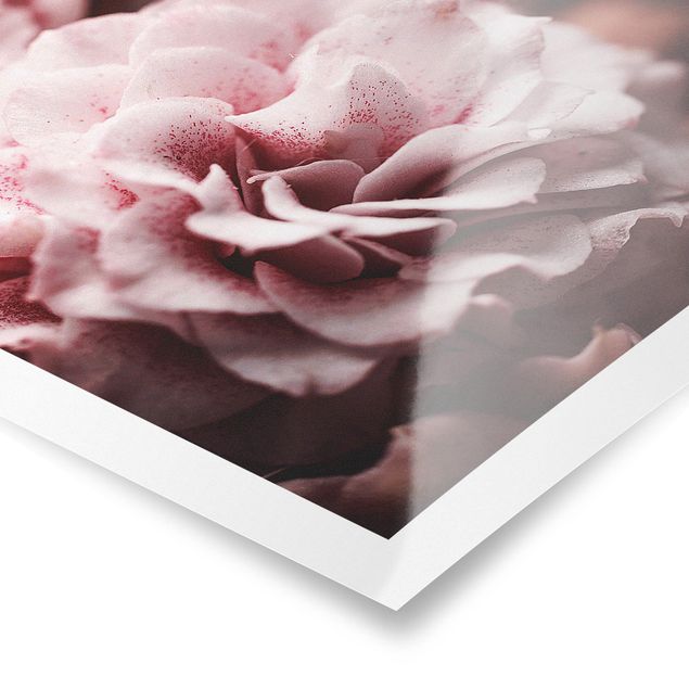 Poster - Shabby Pink Rose pastello - Orizzontale 2:3