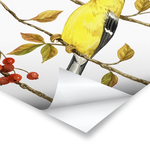 Poster - Uccelli e Bacche - American Goldfinch - Quadrato 1:1